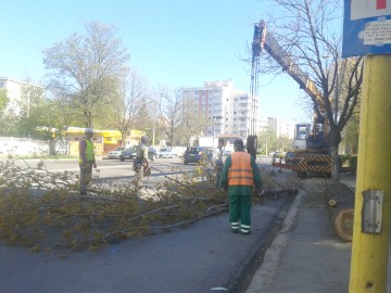 Primăria a „raşchetat” copacii de lângă un bulevard din Constanţa